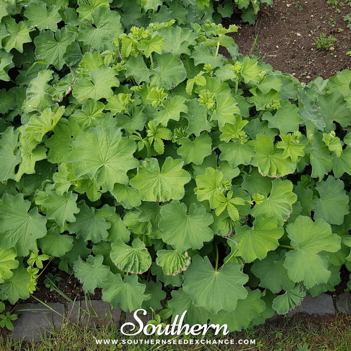 Lady's Mantle Seeds – Heirloom Perennial, Alchemilla mollis, 50 Seeds for Shade Gardens & Groundcover
