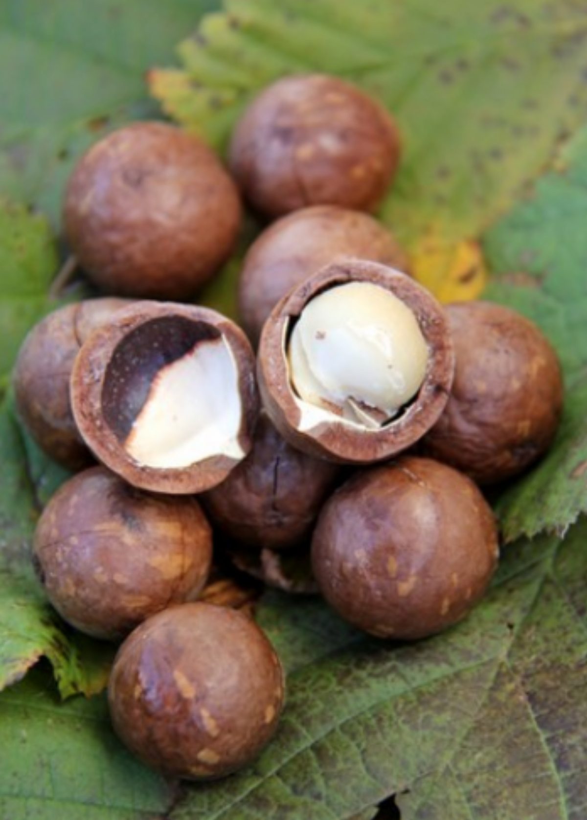 Macadamia 'Queen Anne' Air-Layered Fruit Tree, Edible Nut Tree, Macadamia integrifolia