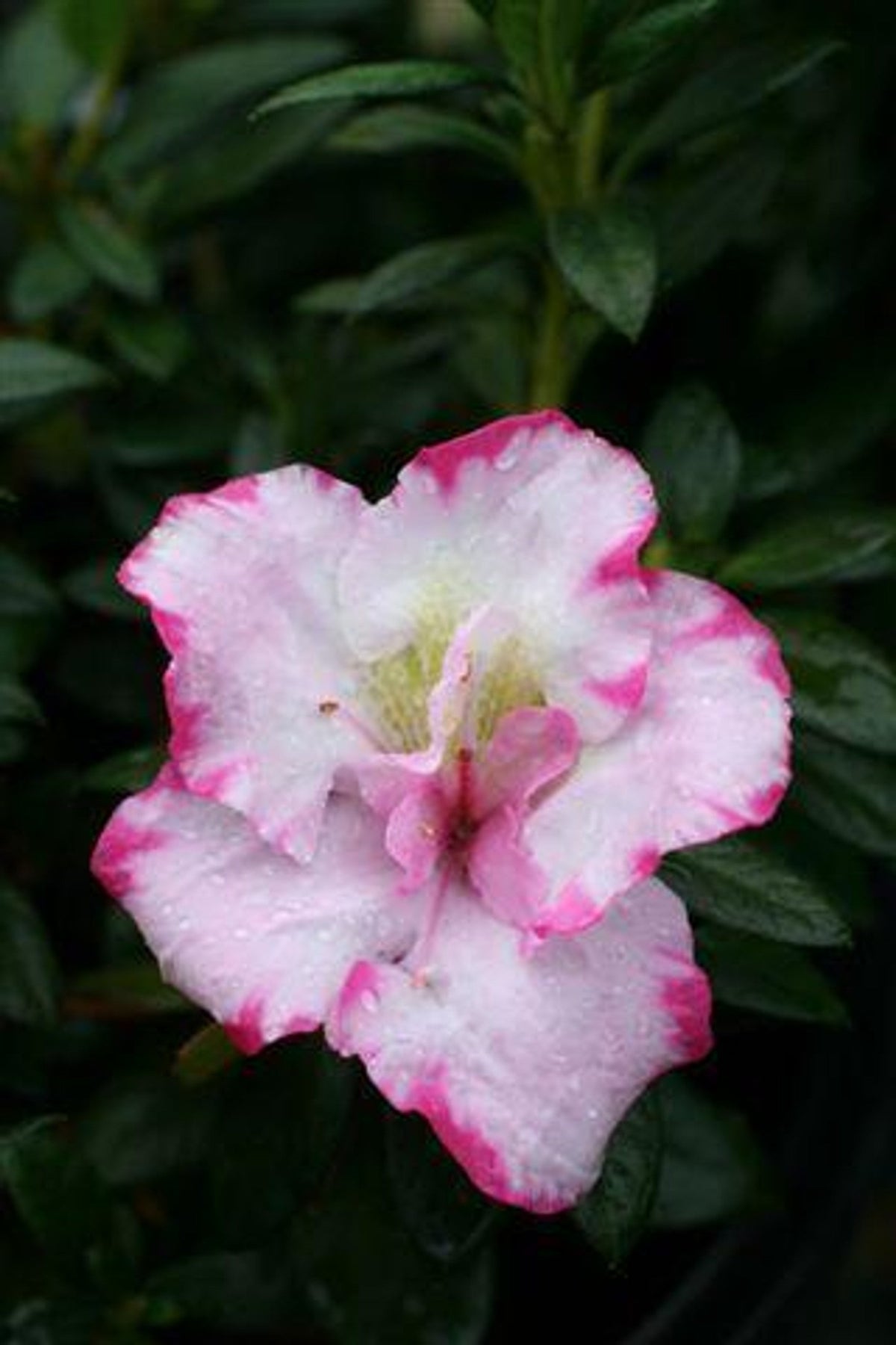 Pink & White Azalea Cuttings, Rhododendron spp., Unrooted Grafting & Propagation Material