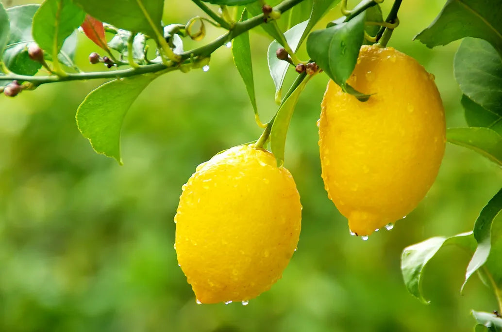Organic Meyer Lemon Tree Bare Root 5-Inch Citrus × meyeri for Home Garden & Container