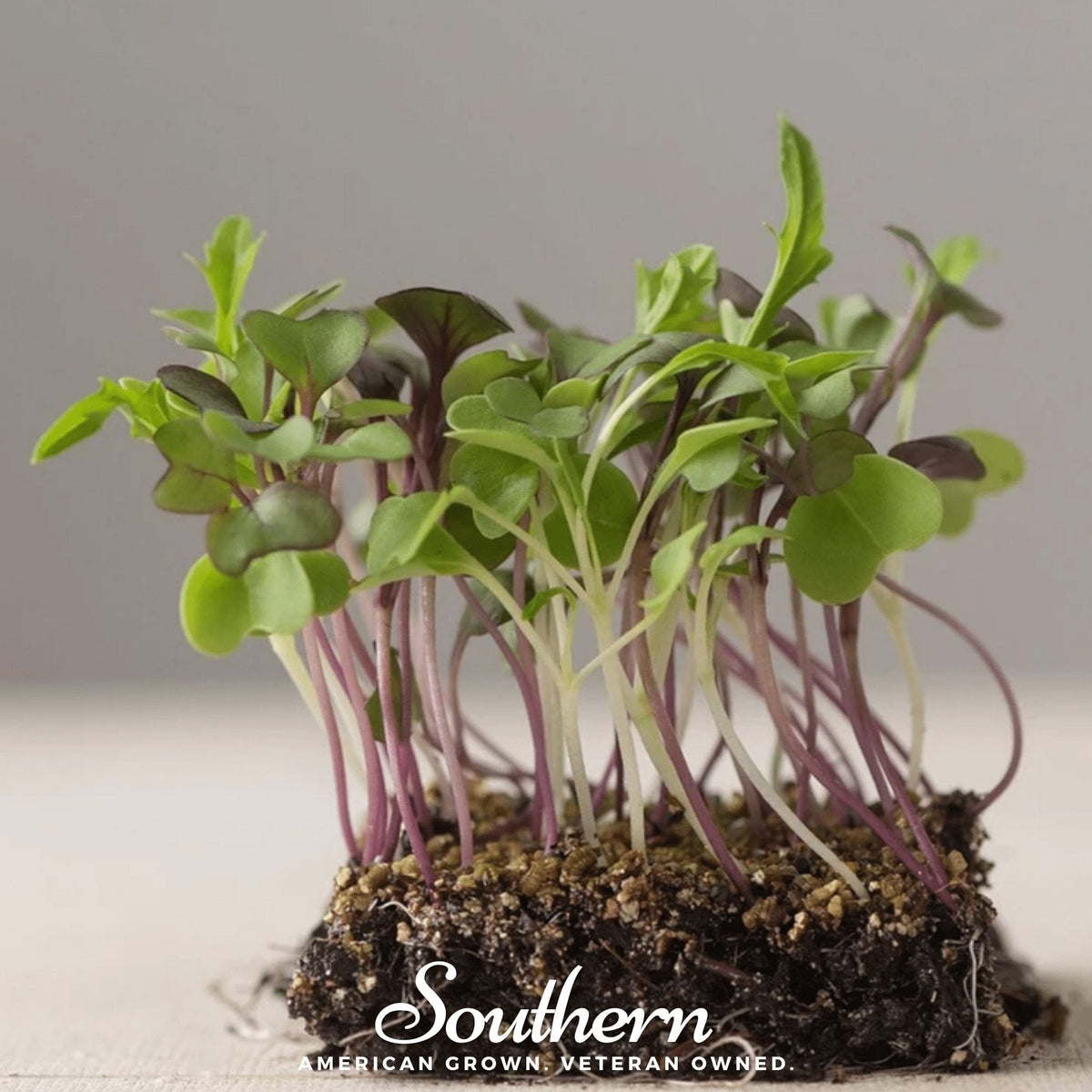 Southern Mild Microgreen Mix - 8g Non-GMO Seeds for Microgreens, Brassica Blend, Green & Purple, Easy to Grow, American Grown
