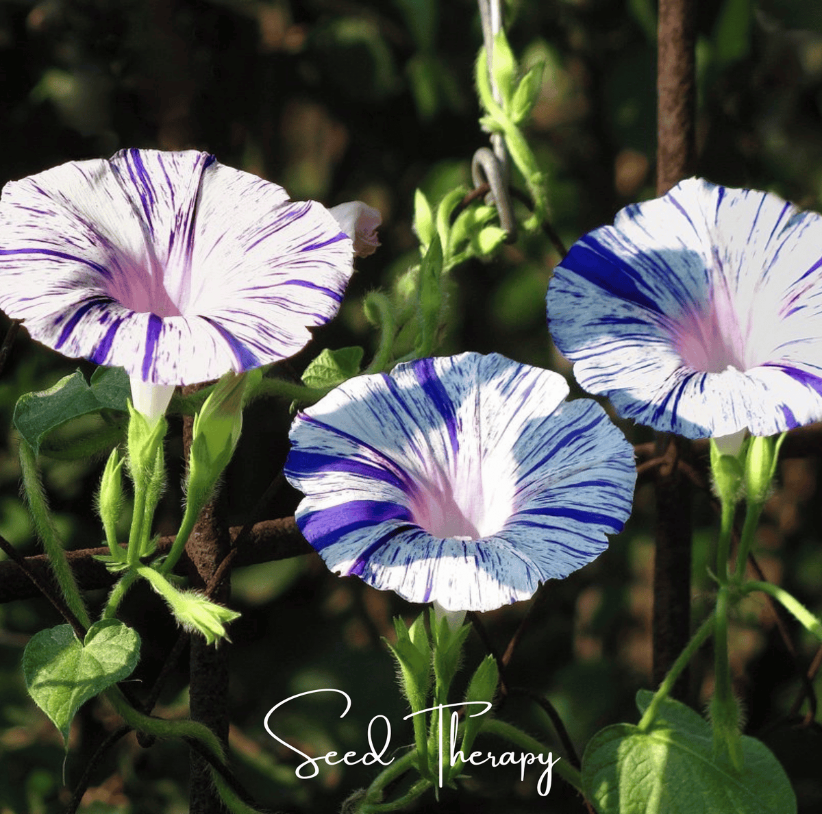 Harlequin Mix Morning Glory Seeds – Bi-Color Pink Purple White Climbing Vine, Heirloom Ipomoea purpurea, 25 Seeds