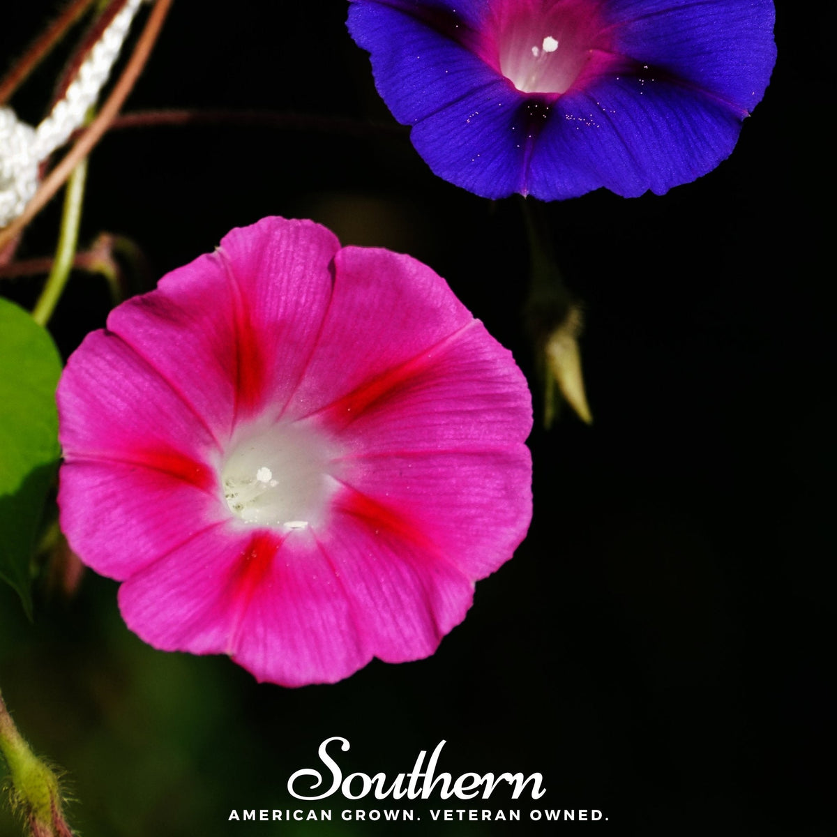 Scarlett O’Hara Morning Glory – 50 Seeds