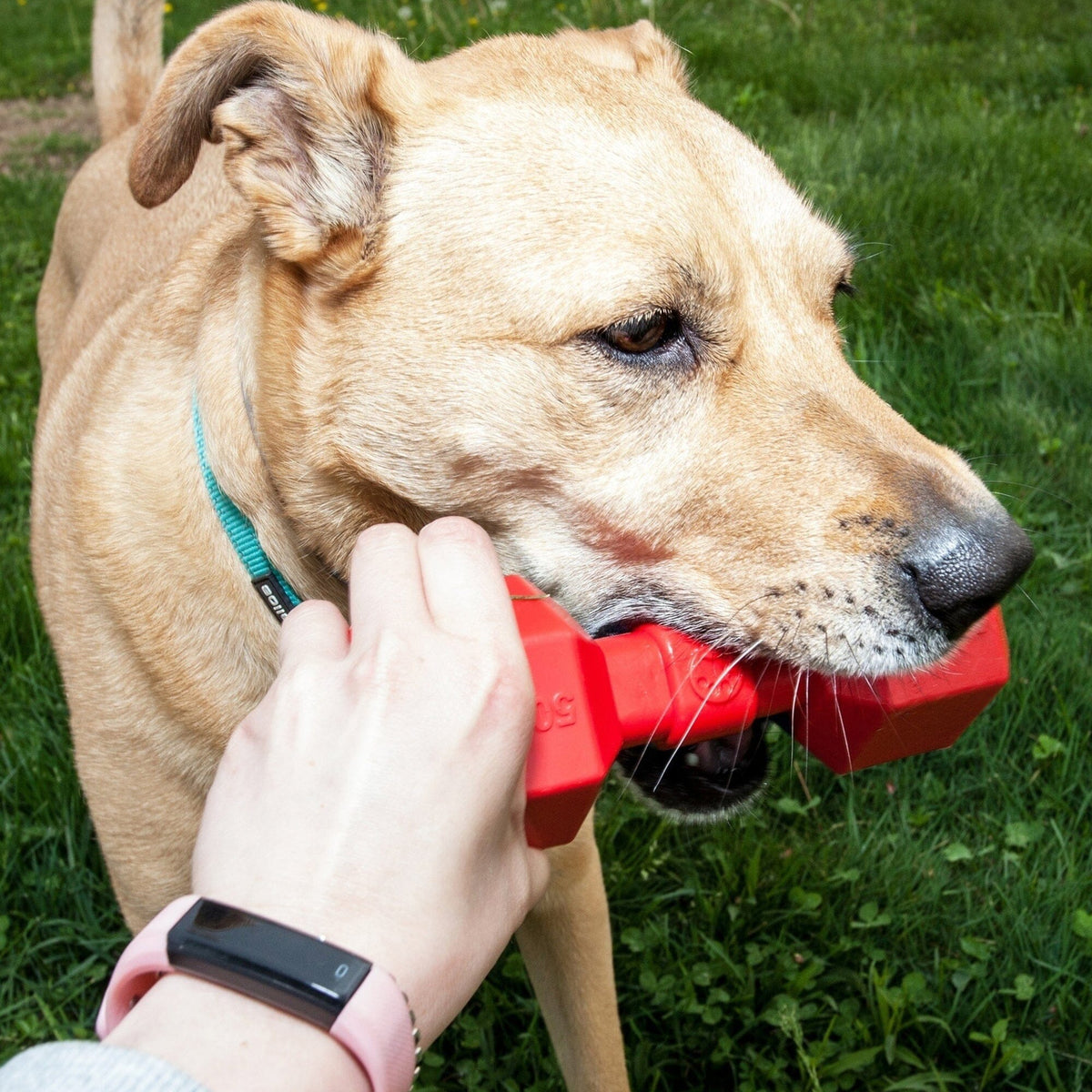 Pet Life ® 'Dumbbell' Durable Chew and Fetch TPR Waterproof Floating Dog Toy