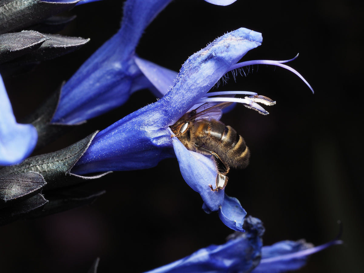 Black and Blue Salvia Live Starter Plant | 5-8 Inches | Deep Blue Flowers | Salvia guaranitica