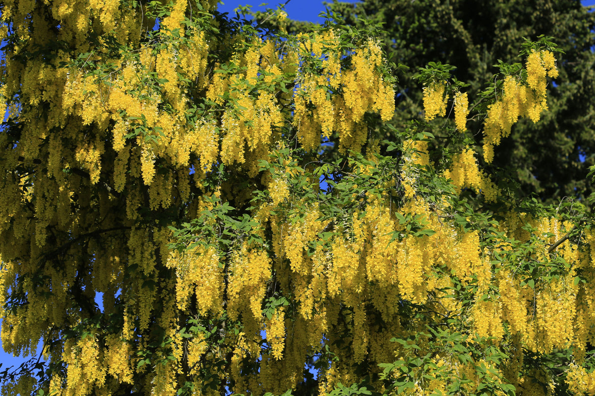 Golden Chain Tree Live Potted Tree – 18–30 Inches Tall – Laburnum anagyroides