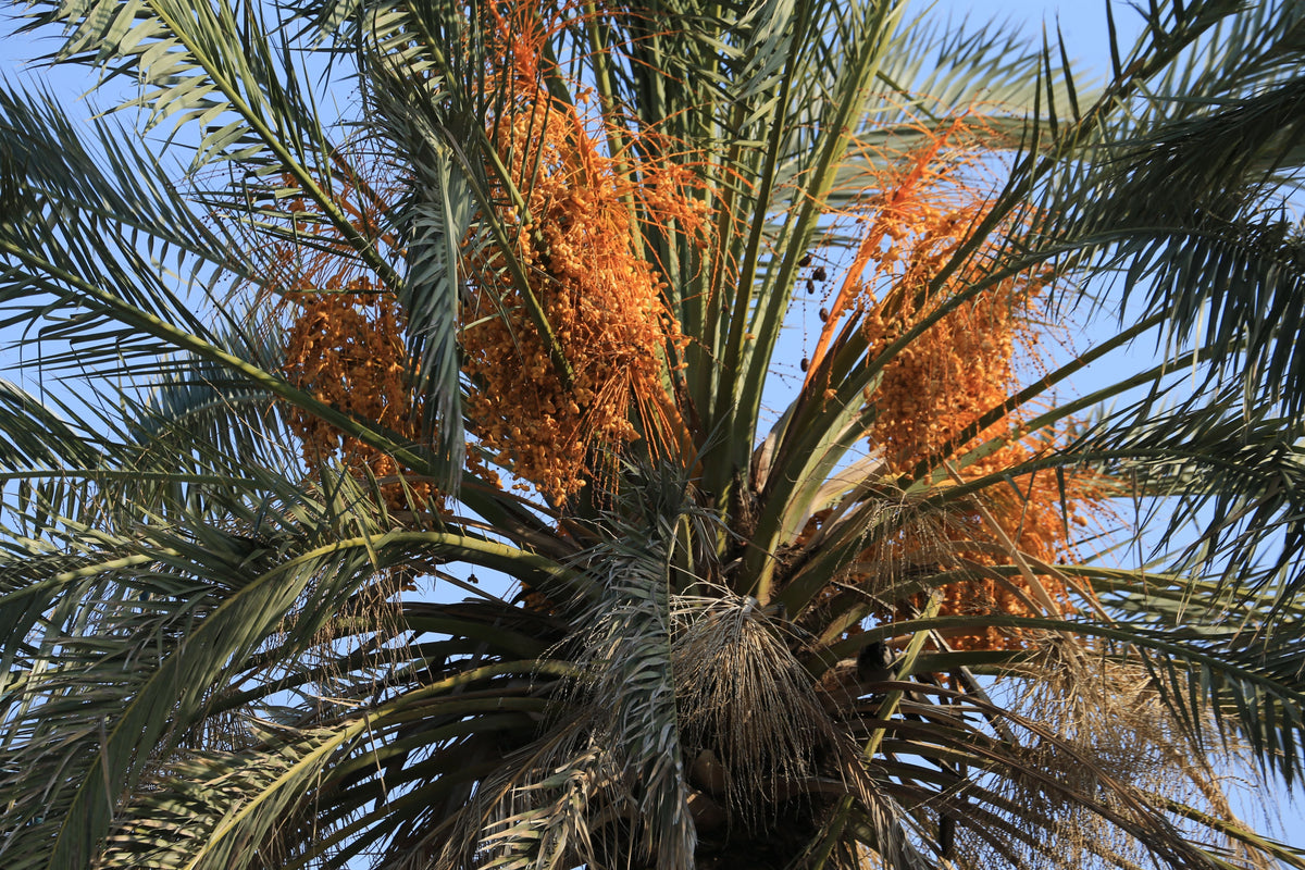 Yemen Date Palm Live Plant – Phoenix dactylifera Tropical Fruit Tree