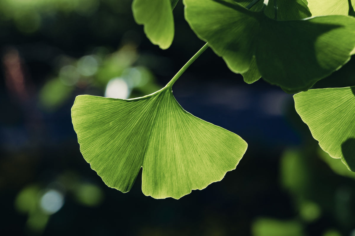 Ginkgo Biloba Bare Root Starter Tree 12–24 Inches Tall – Ginkgo biloba