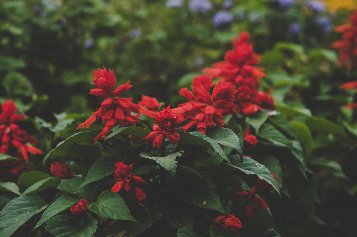 Scarlet Sage Live Plant – 1 Gallon – Fully Rooted – Salvia coccinea