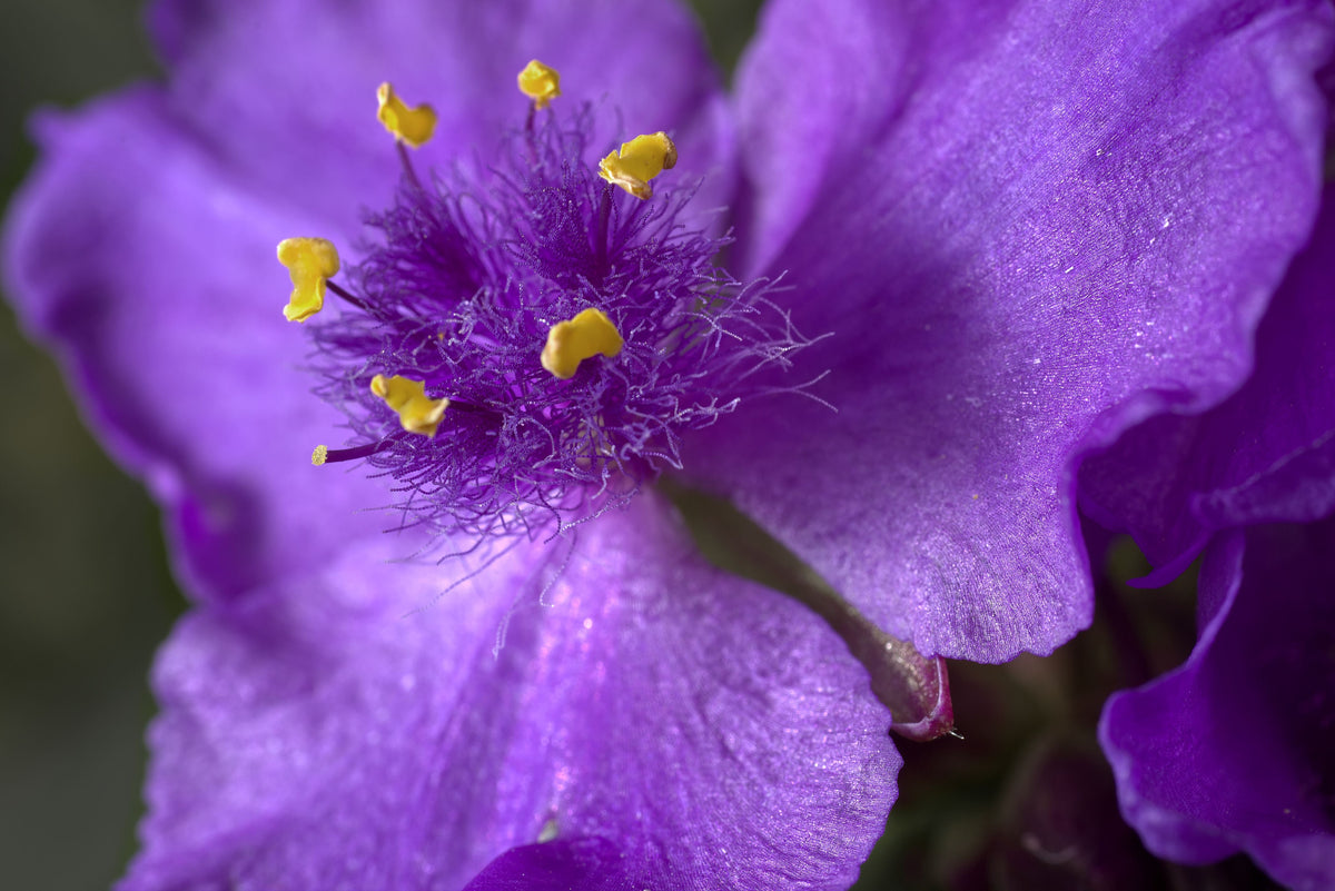 Amethyst Kiss Spiderwort – 1 Live Plant, 1-Gallon Size – Tradescantia ‘Amethyst Kiss’
