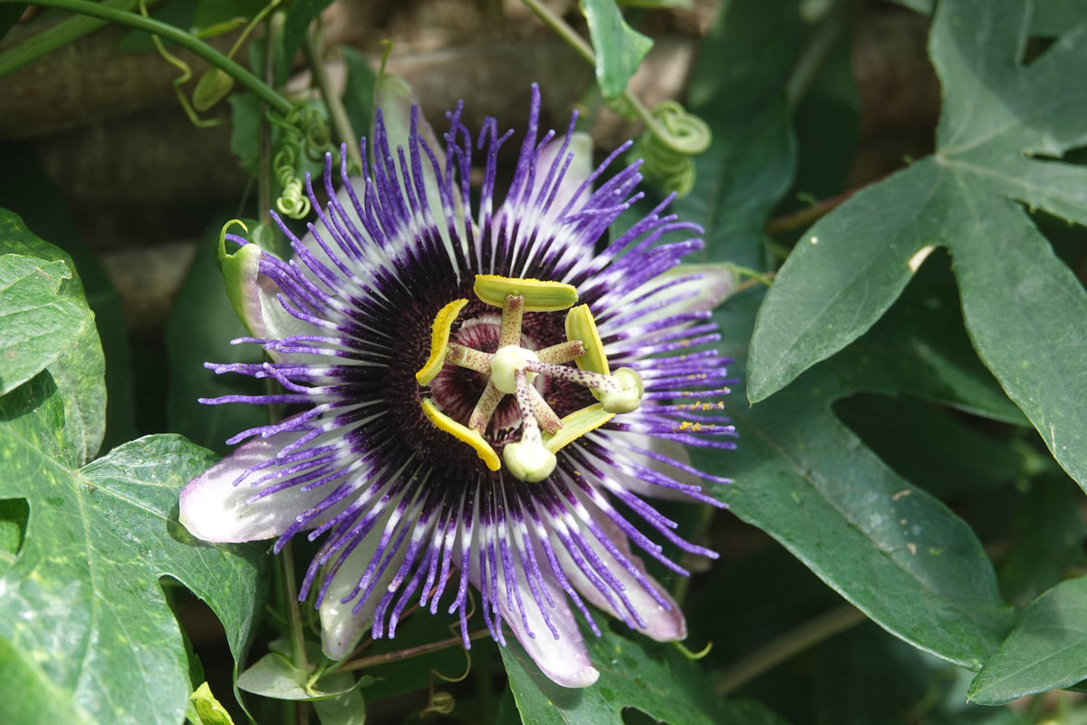 Possum Purple Passion Fruit Live Starter Plant – Passiflora edulis Self-Fertile Vine