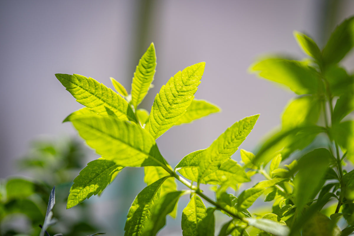 Lemon Verbena Live Starter Plant Plug – Aloysia citrodora Well-Rooted 1.23 Inch Plug