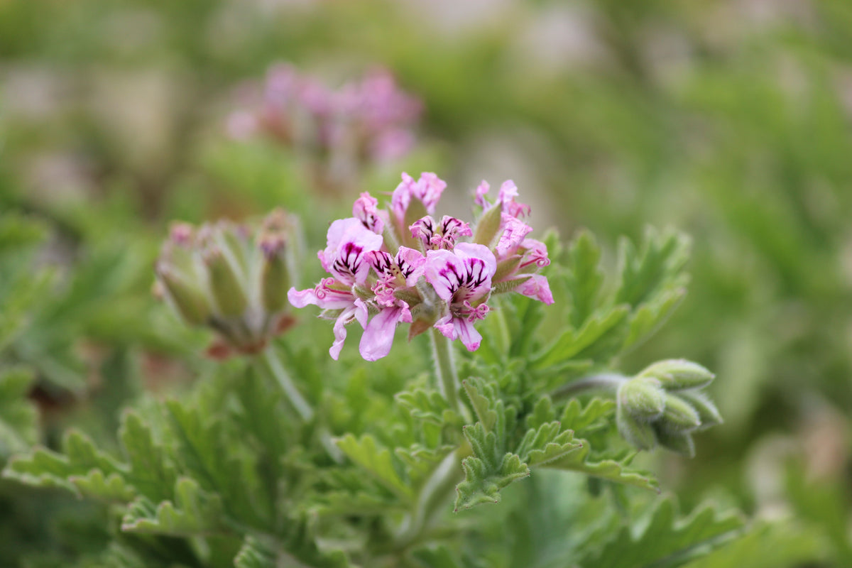 Fuzzy Mint Scented Pelargonium Geranium Live Cuttings (3 Pack, 6-Inch) - Pelargonium spp.