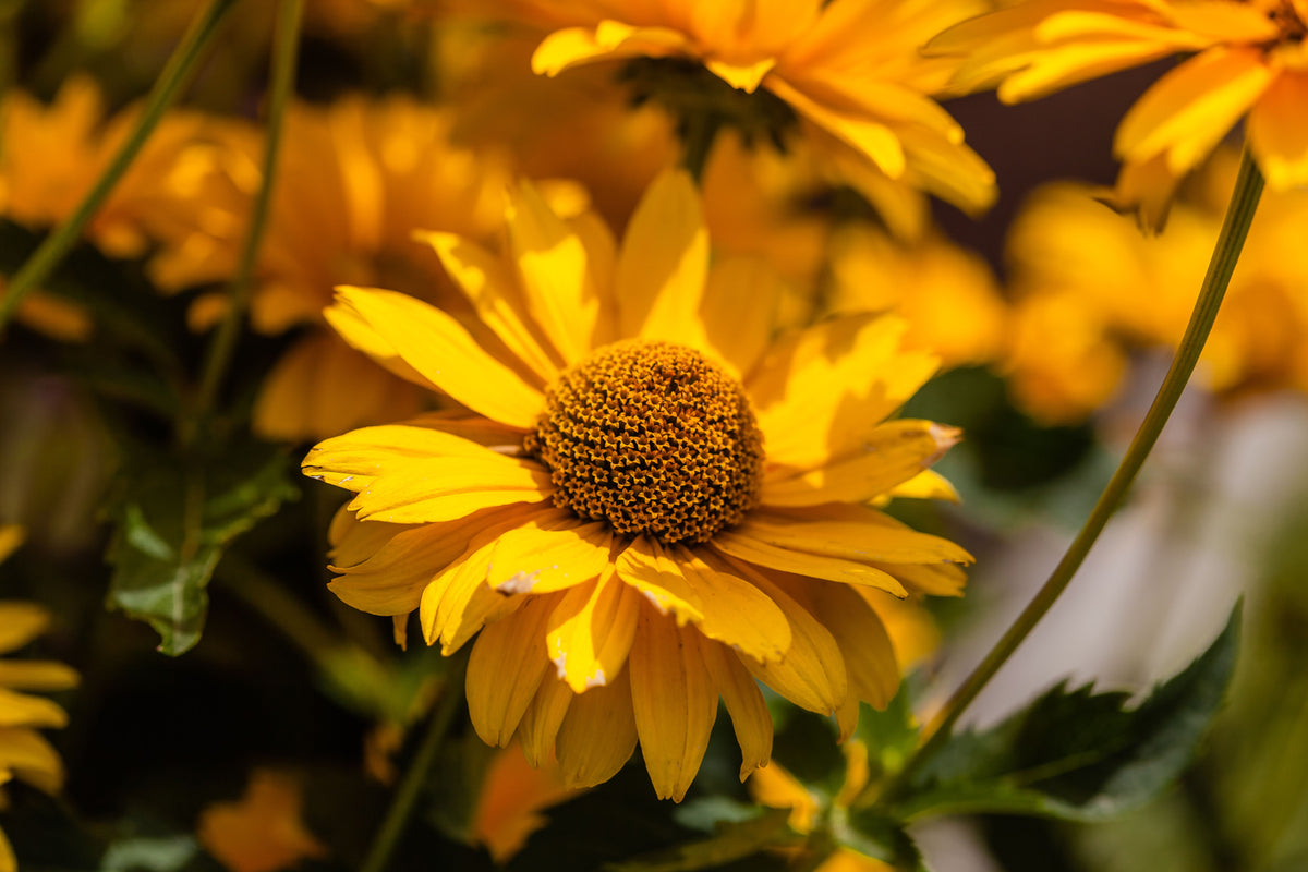 SunSeekers Golden Sun Coneflower Live Plants – 3 Rooted Starter Plants in 1 Qt Pots, Echinacea 'Golden Sun' Perennial Flower