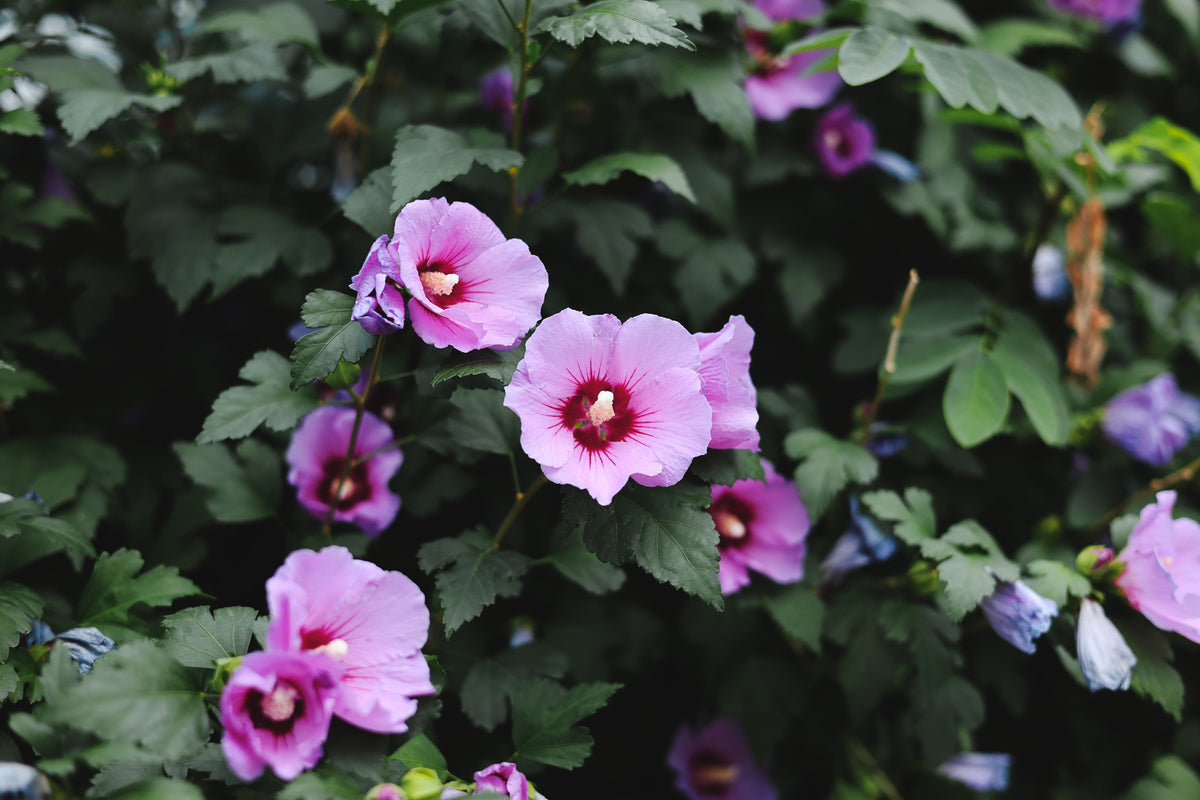 Dark Mystery Hibiscus Live Plant in 2.5-Inch Pot – Hardy Flowering Hibiscus Perennial