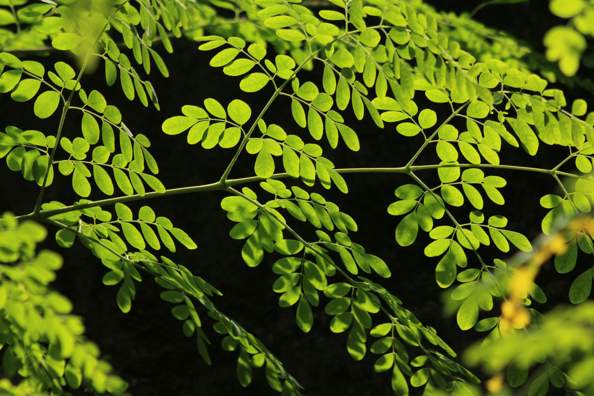 Moringa Oleifera Live Plant Rooted 8 Inch Tree of Life Starter Plant Tropical Garden Food Forest Plant