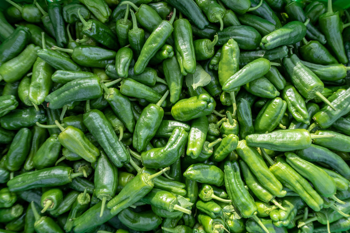 Poblano Ancho Pepper Live Plants - 3 Pack, 75+ Days Old Capsicum annuum