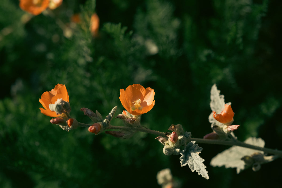 Globe Mallow 1 Live Plant – 1-Gallon Pot – Sphaeralcea incana