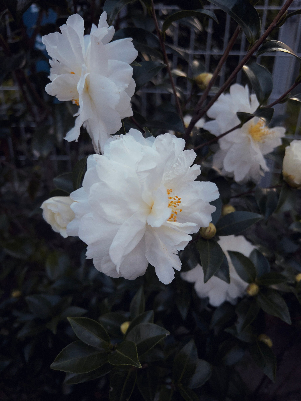 Seafoam Camellia Live Starter Plant – Camellia japonica – Well-Rooted Evergreen Shrub in Nursery Pot