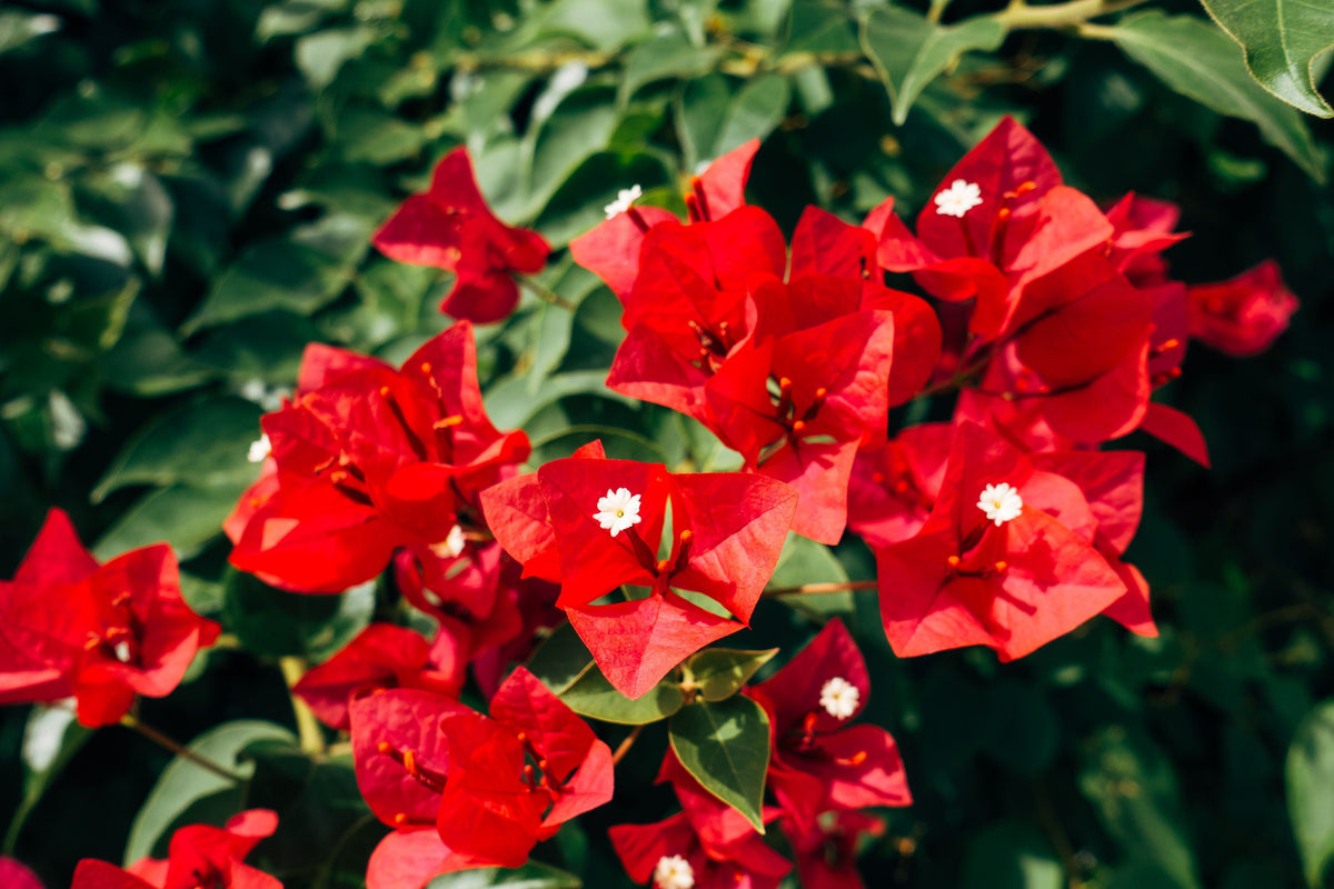 Ruby Bougainvillea Live Starter Plant – Well Rooted Plug Plant in Container