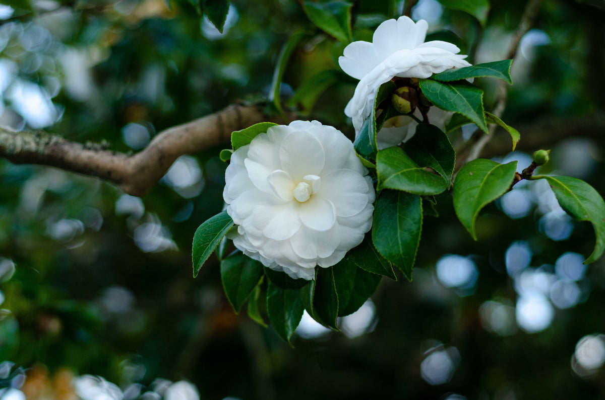 Miss Biloxi Camellia Live Starter Plant – Camellia japonica – Well-Rooted Evergreen Shrub in Nursery Pot