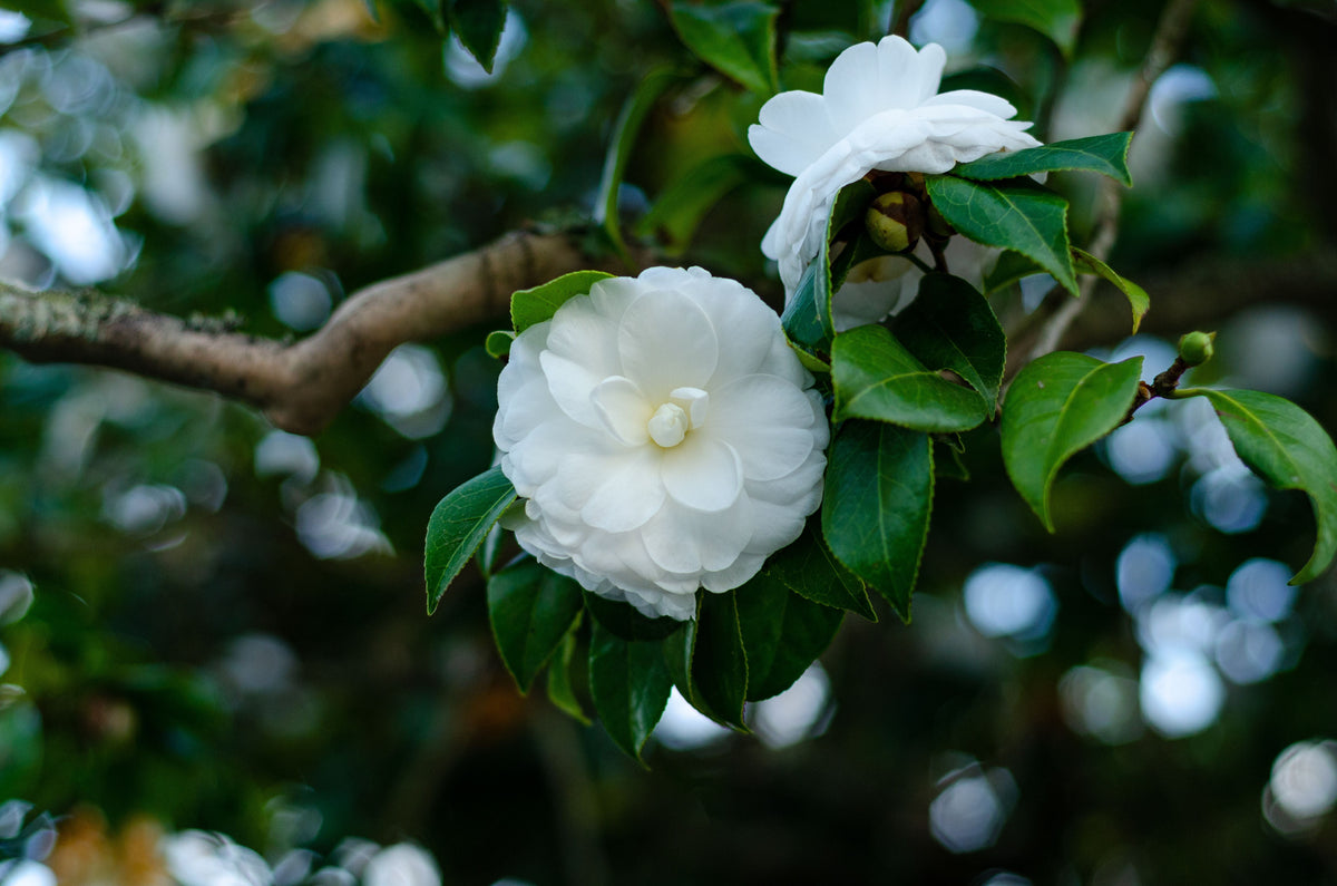 Miss Biloxi Camellia Live Starter Plant – Camellia japonica – Well-Rooted Plant in Pot