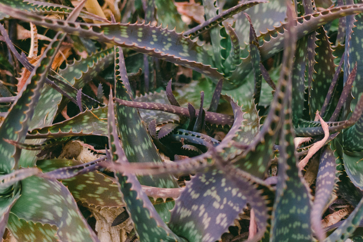Aloe 'Purple Haze' Live Succulent in 3.5-Inch Pot