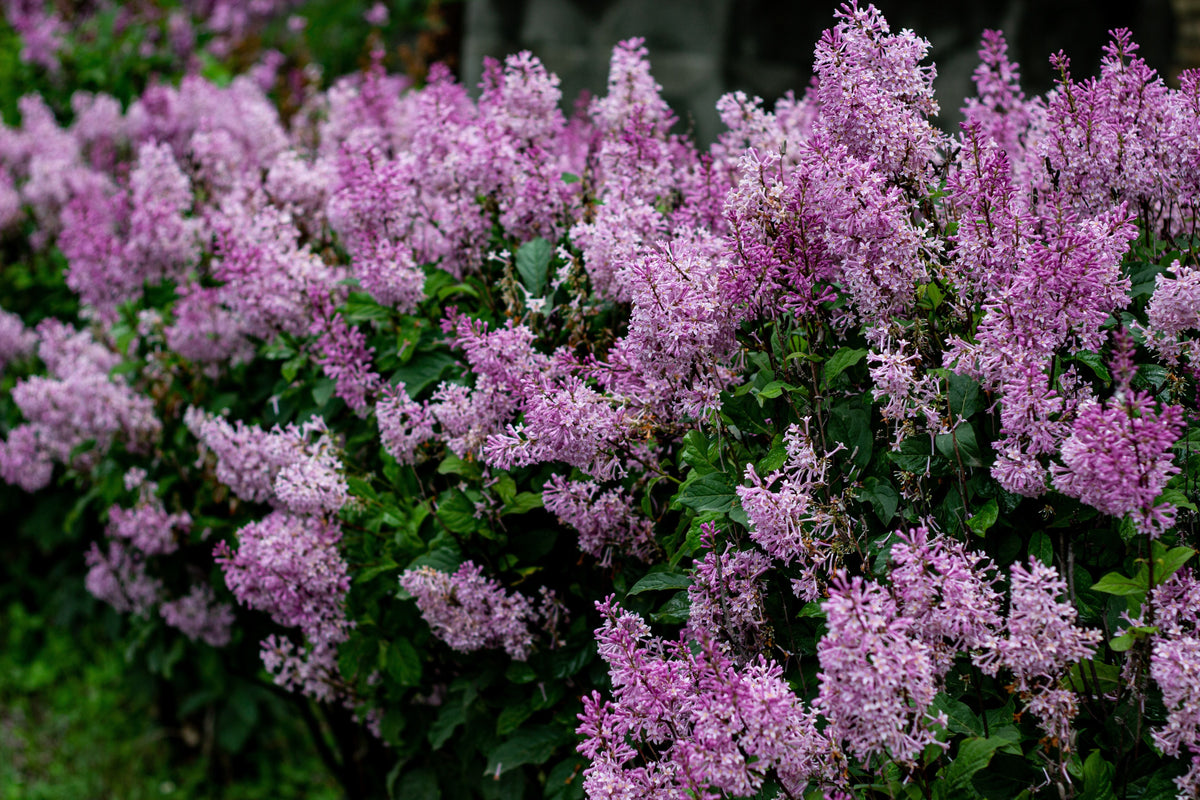Dwarf Korean Lilac Live Plant – 3.5 Inch Pot – Syringa meyeri 'Palibin'