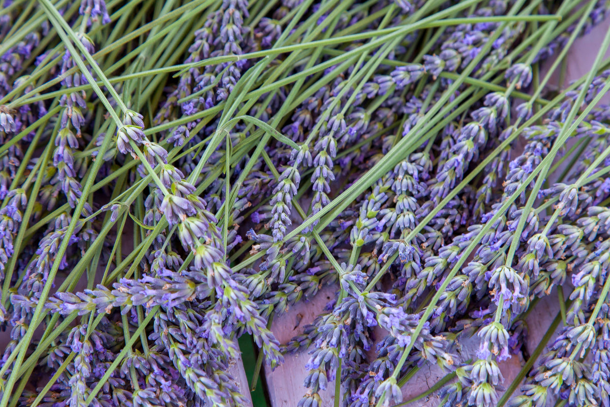 Lavender 'Grosso' Live Plant in 2.5 Inch Pot – Lavandula × intermedia 'Grosso'