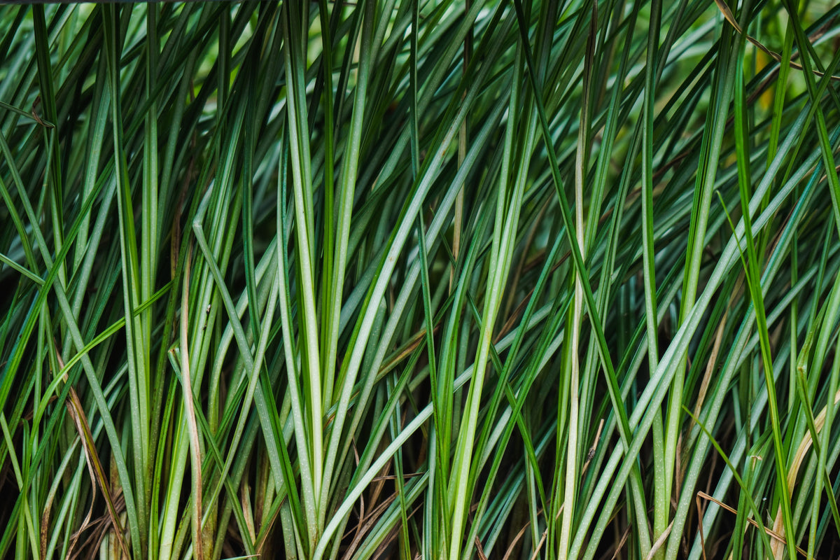 Variegated Rush 1 Live Plant – 4-Inch Pot – Baumea rubiginosa ‘Variegata’