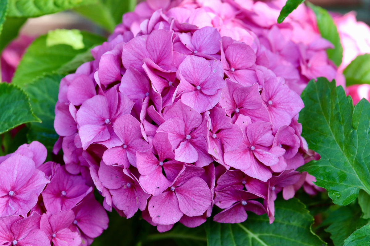 Hydrangea macrophylla Merritt's Supreme Live Plants Set of 2 | Pink & Blue Mophead Shrubs in Quart Pots