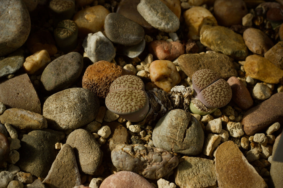 30 Live Lithops Living Stone Succulents 0.2–0.3 Inch – Mixed Varieties