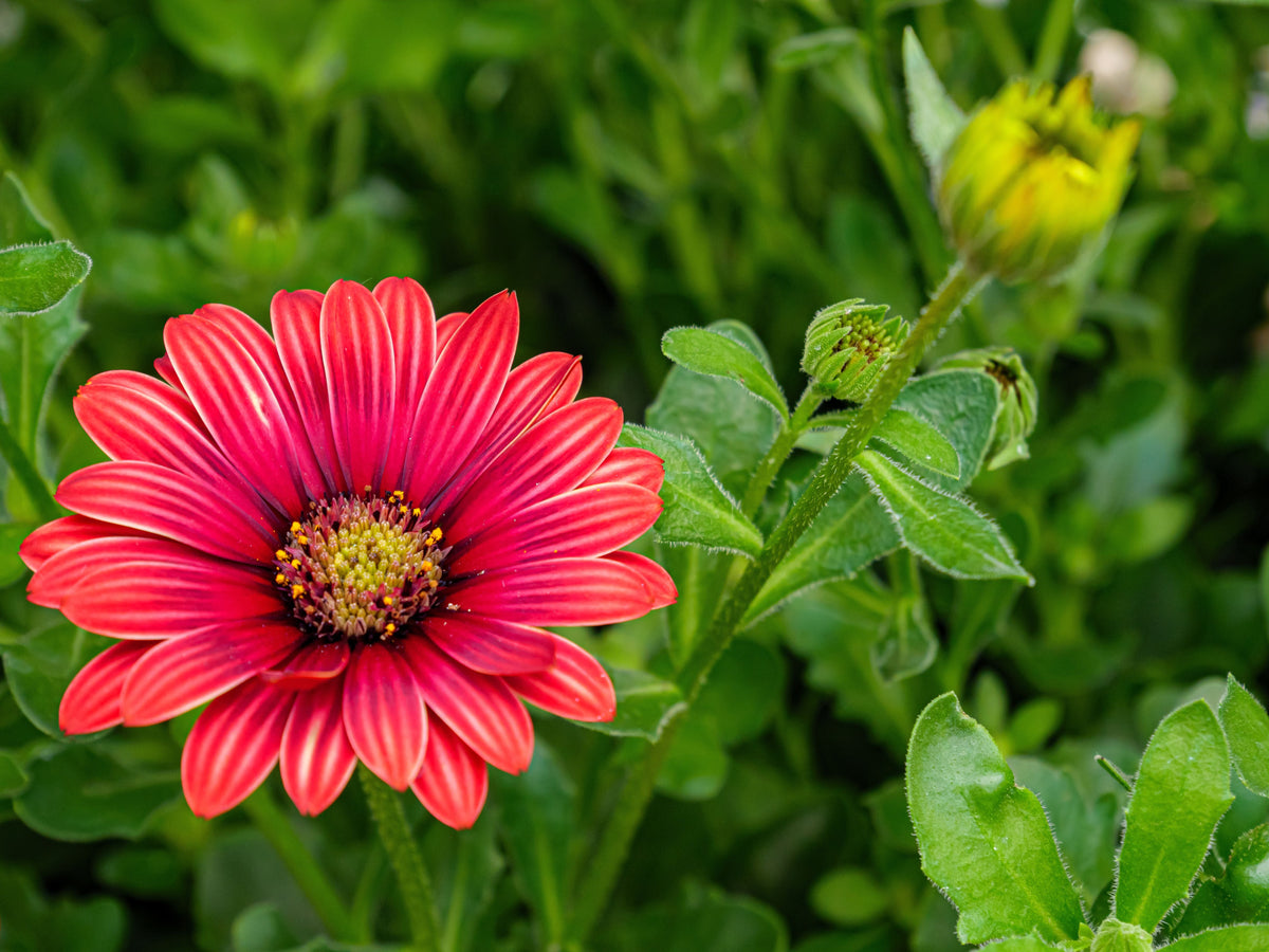 Majec Scarlet African Daisy 1 Live Plant – 4-Inch Pot – Arctotis × hybrida ‘Scarlet’