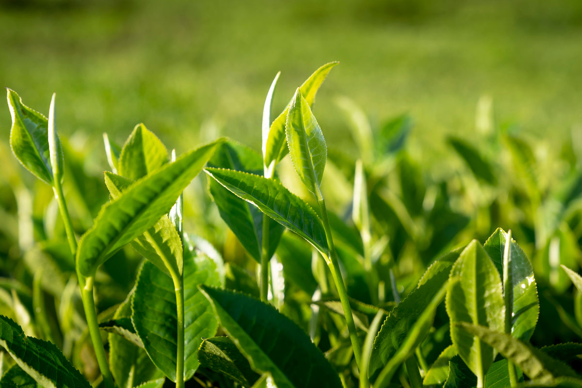 Organic Tea Plant Live Starter – 6–12 Inch – Camellia sinensis