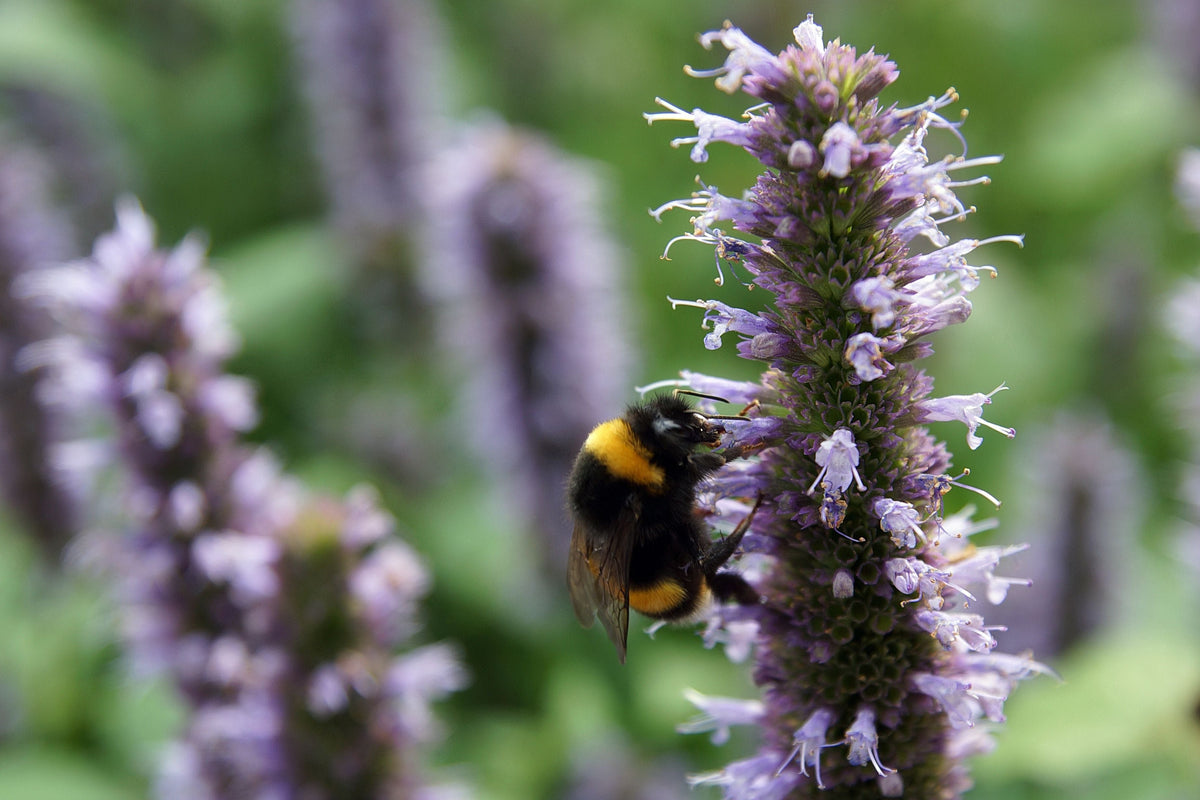 Beelicious Purple Giant Hyssop Live Plants 3 Rooted Starters in 1 Qt Pots Agastache Perennial Flower Plant