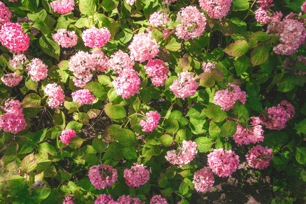 Munchkin Dwarf Oakleaf Hydrangea Live Plant - Compact Hydrangea quercifolia - 1 Pint