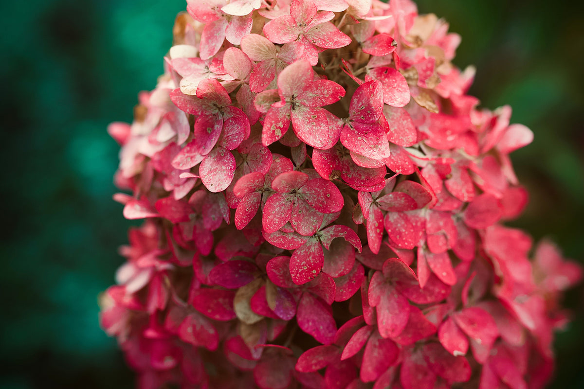 Munchkin Dwarf Oakleaf Hydrangea Live Plant - Hydrangea quercifolia - 1 Pint Container
