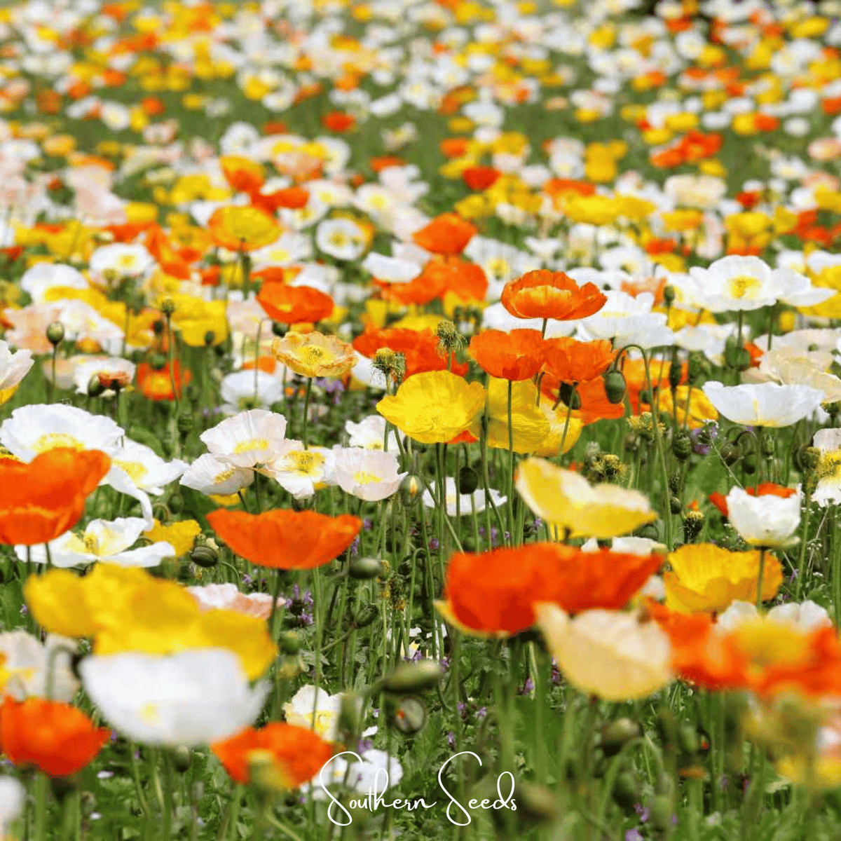 Iceland Poppy Seeds Mix - 250 Heirloom, Pastel Colors, Cool-Season, Papaver nudicaule