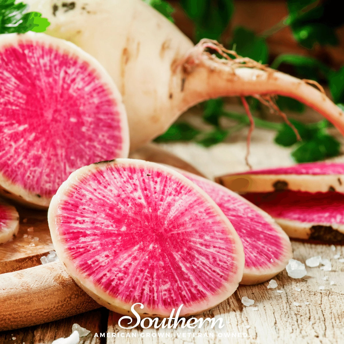 Watermelon Radish Seeds – 100 Heirloom Open Pollinated Non-GMO Raphanus sativus