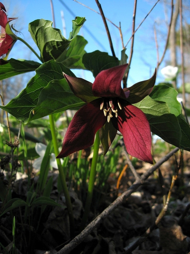 Red Trillium Bulbs Bare Root – Native Perennial Wildflower for Shade Gardens, Spring Blooms, Trillium erectum