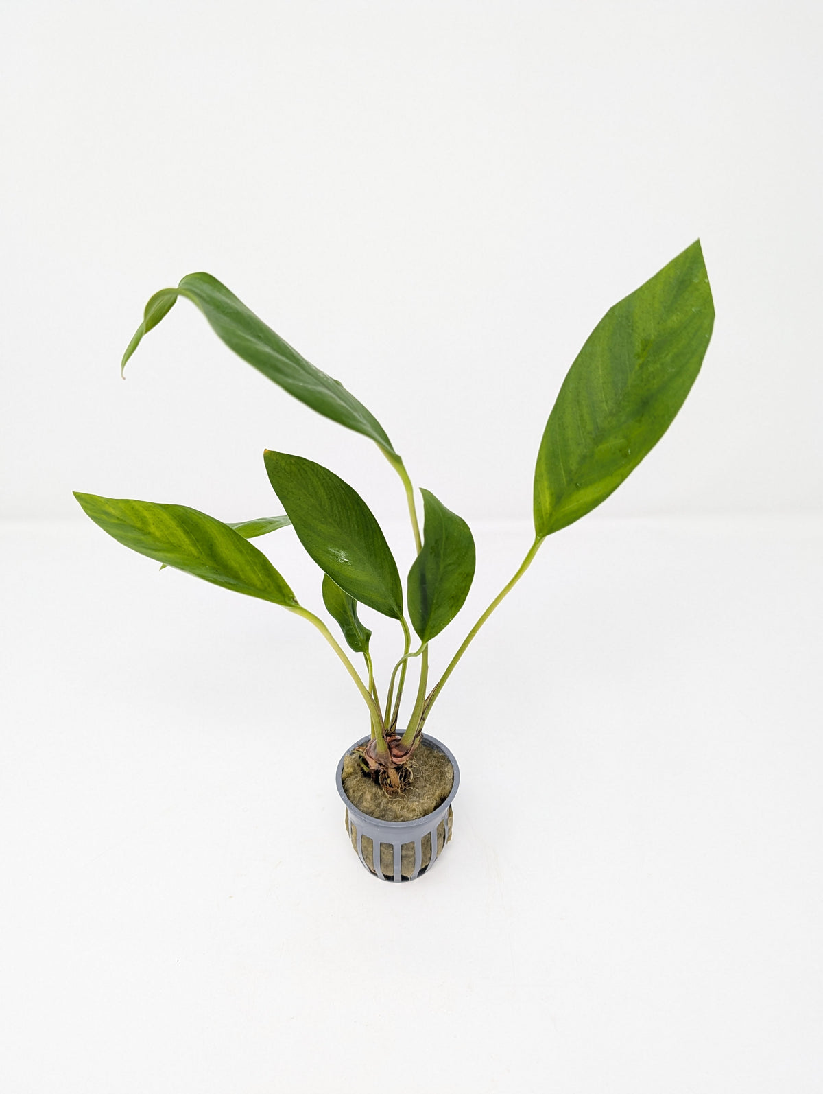 Anubias Congensis