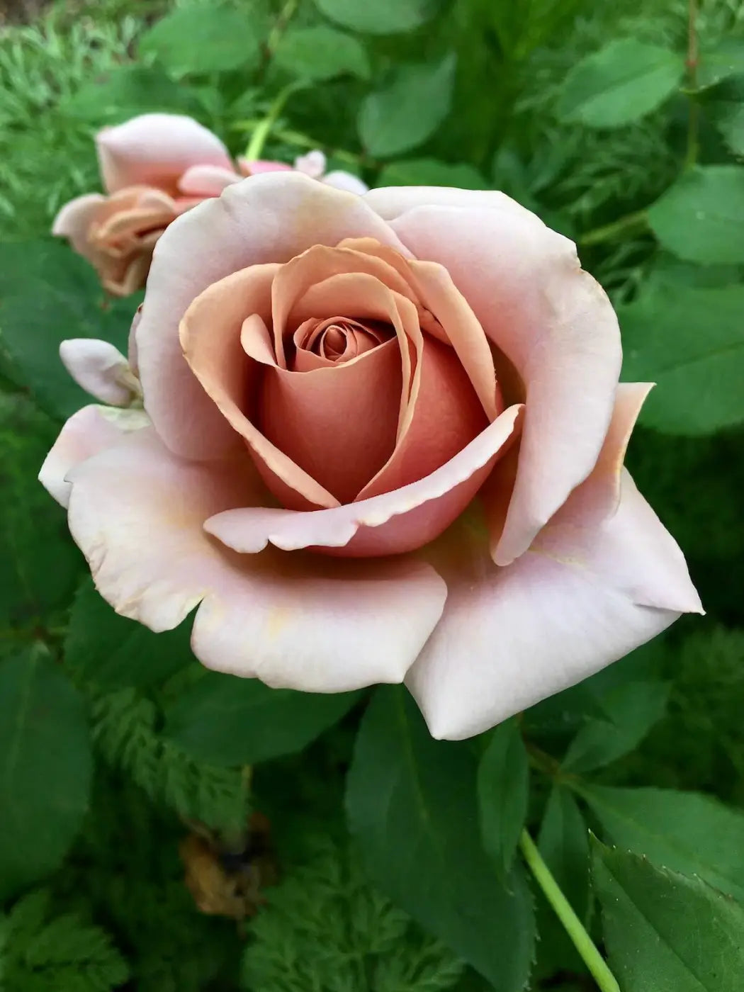 Koko Loko Rose Bush | Live Bare Root Floribunda Plant | Unique Cocoa-Lavender Color Shift | Fragrant & Repeat Blooming