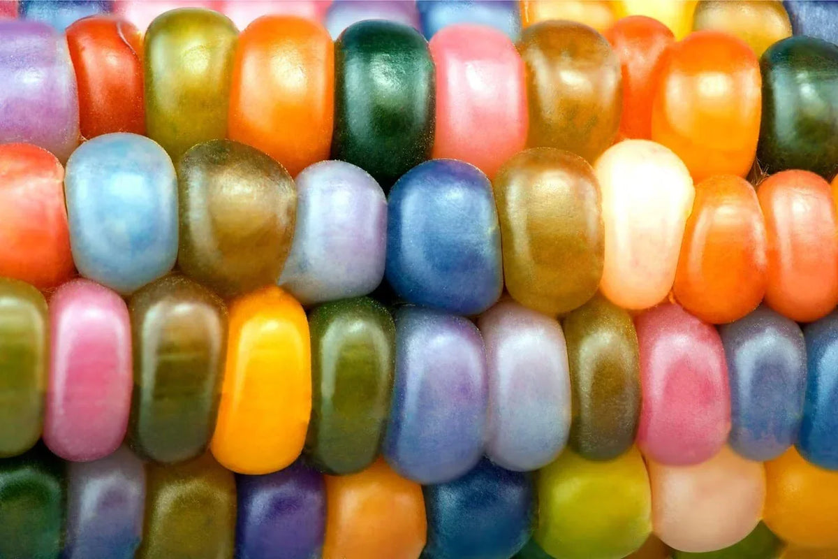 Glass Gem Indian Corn Seeds - 25+ Vibrant Translucent Kernels - Zea mays