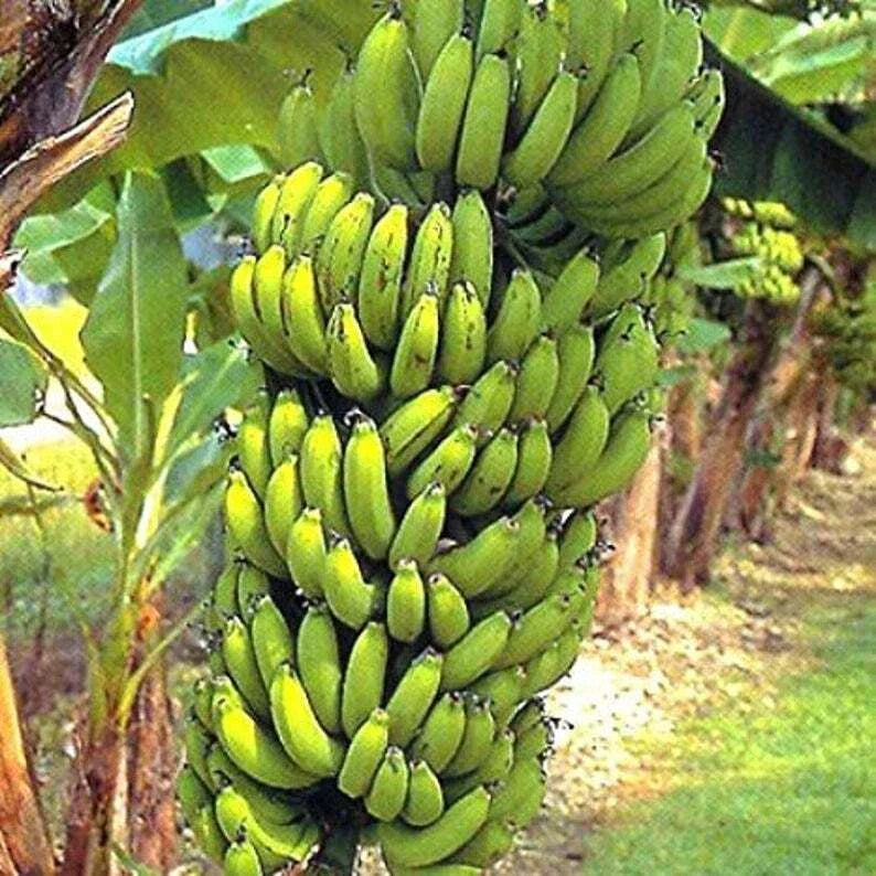 Gran Nain Banana Tree Starter Plant - Musa acuminata - Rooted Variety - Popular Banana Plant for Home Gardening