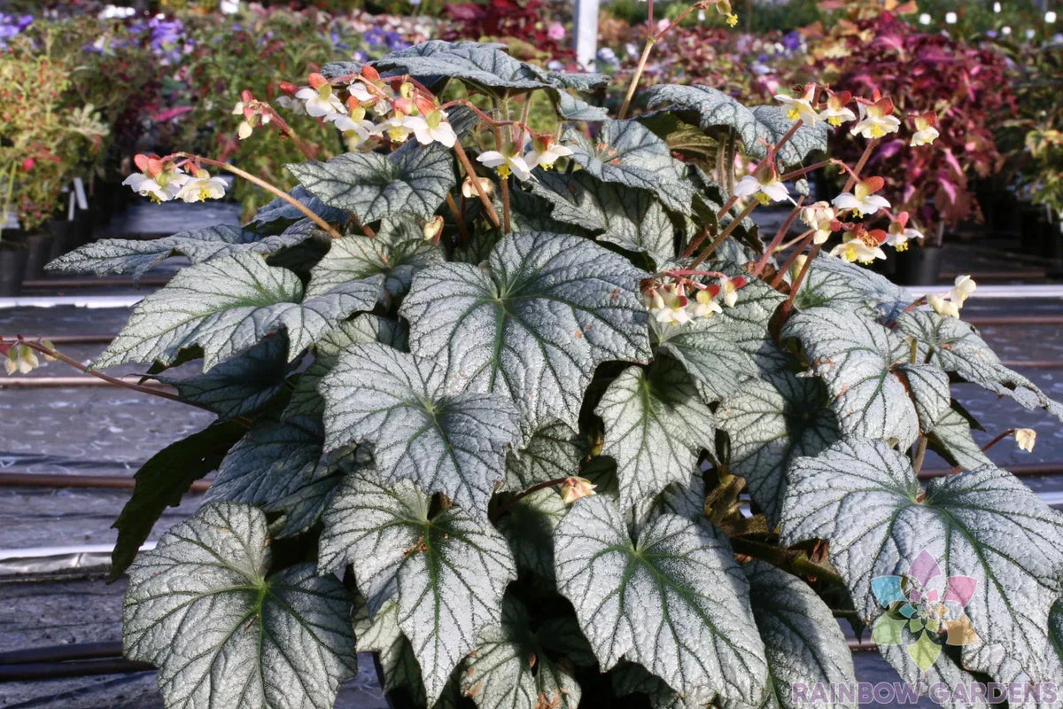 Veined Silver Coleus Seeds - 25+ Pack - Perfect for Garden Planting - Plectranthus scutellarioides