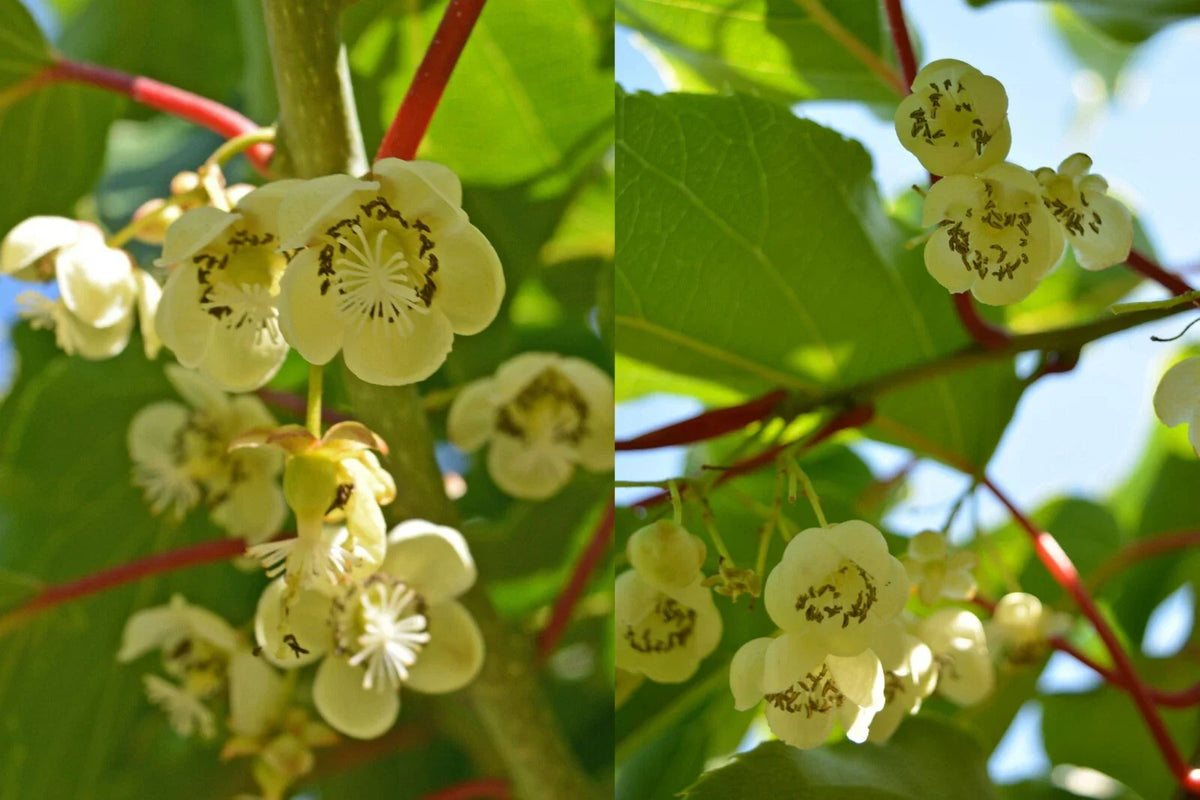 Clark Male Kiwi Pollinator Plant - Live Rooted Starter - Zones 4-8 - Actinidia deliciosa - 12-20ft Vines - Fragrant Flowers