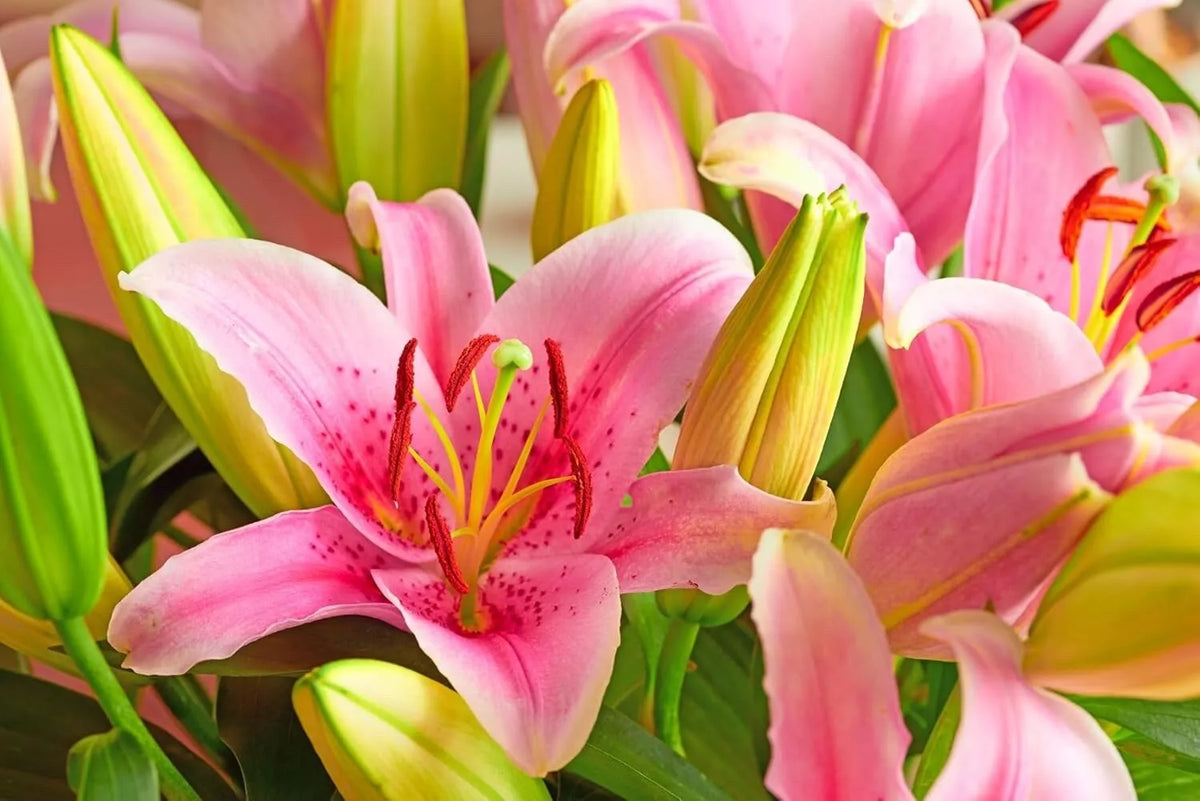 Pink Passion Lily Bulbs - 5 Pack - Lilium 'Pink Passion' - Perennial Flowering Plant for Gardens and Landscapes