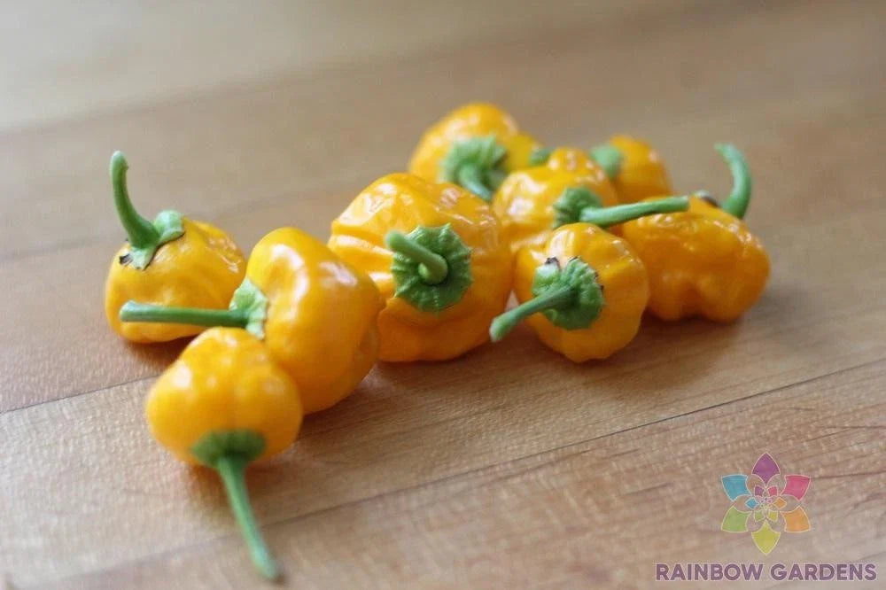 Jamaican Hot Yellow Pepper Seeds - 25+ Pack for Garden Planting - Capsicum chinense - USA Grown, Free Shipping