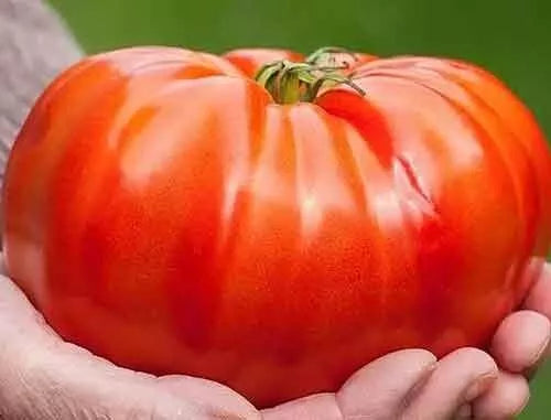 Beefsteak Tomato Seeds - Organic Heirloom Non-GMO - Solanum lycopersicum - Juicy, Large Fruit, Heirloom Variety
