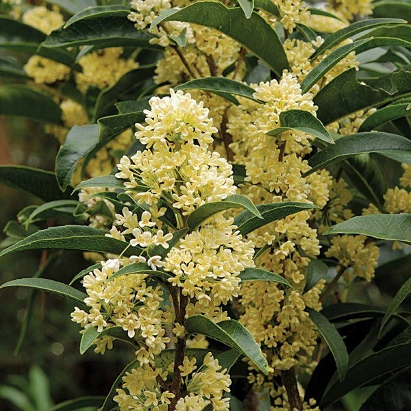 Fudingzhu Fragrant Tea Olive Starter Plant - Well Rooted Osmanthus - Healthy Aromatic Shrub